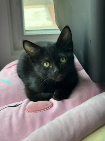 Cleo