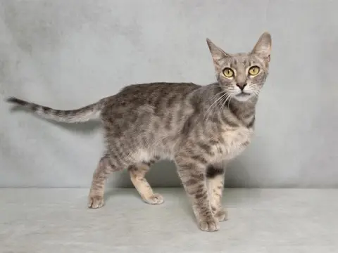 Bob