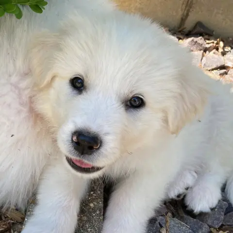 Cheddar