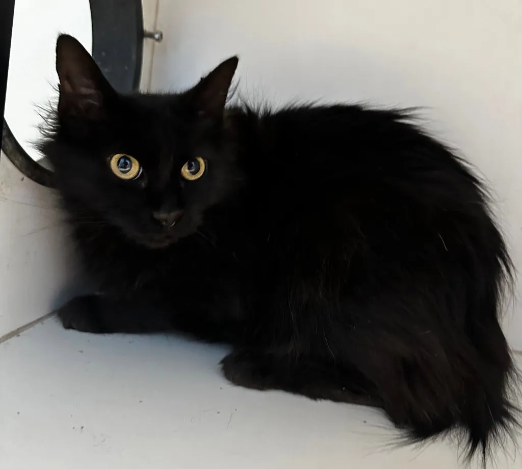 Toothless - Photo 1