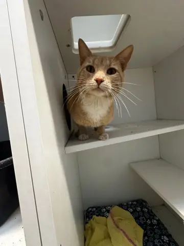Tigger