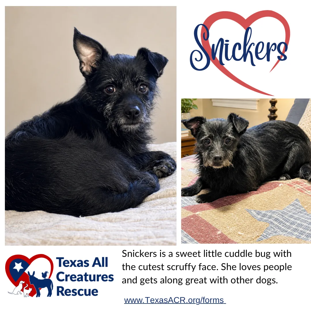 Snickers - Photo 1