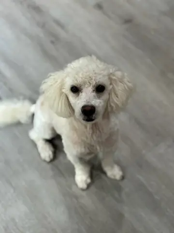 Funyun