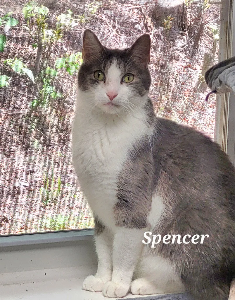 Spencer - Photo 1