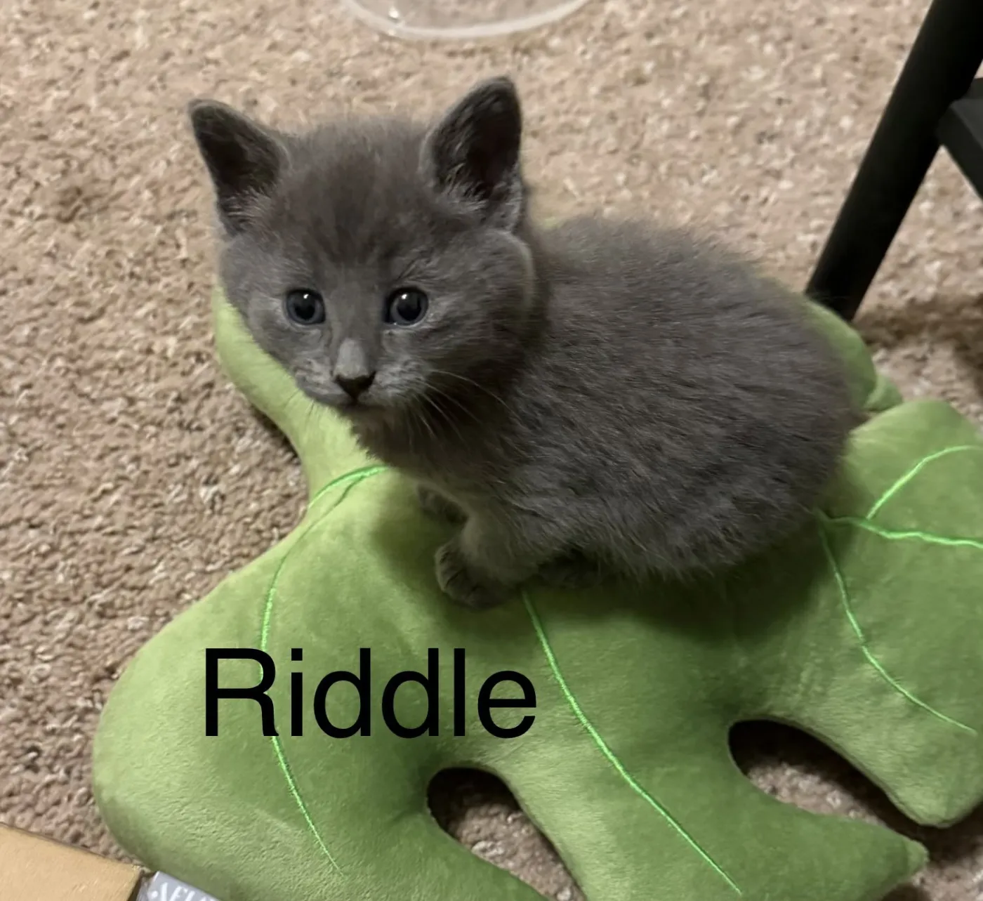 Riddle - Photo 1