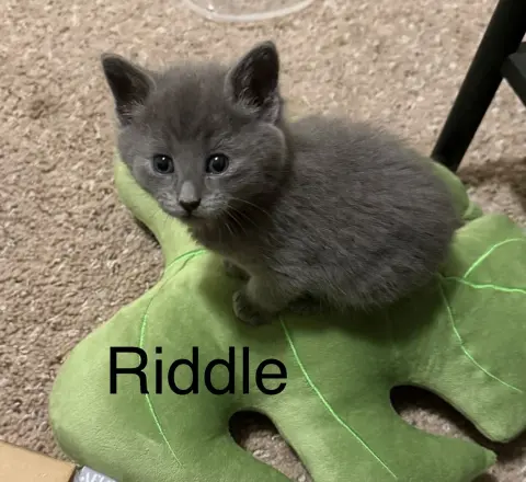 Riddle