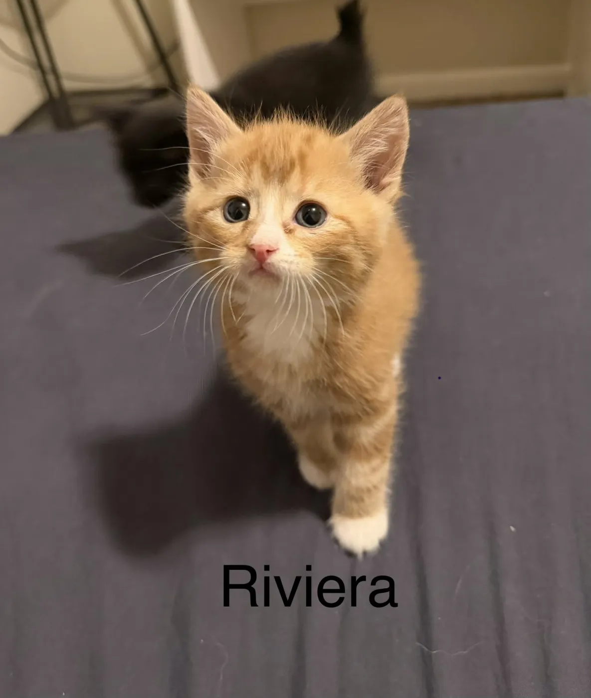 Riviera - Photo 1