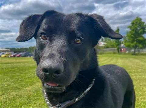 Rex
