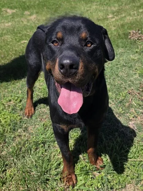 Bubba - Photo 1