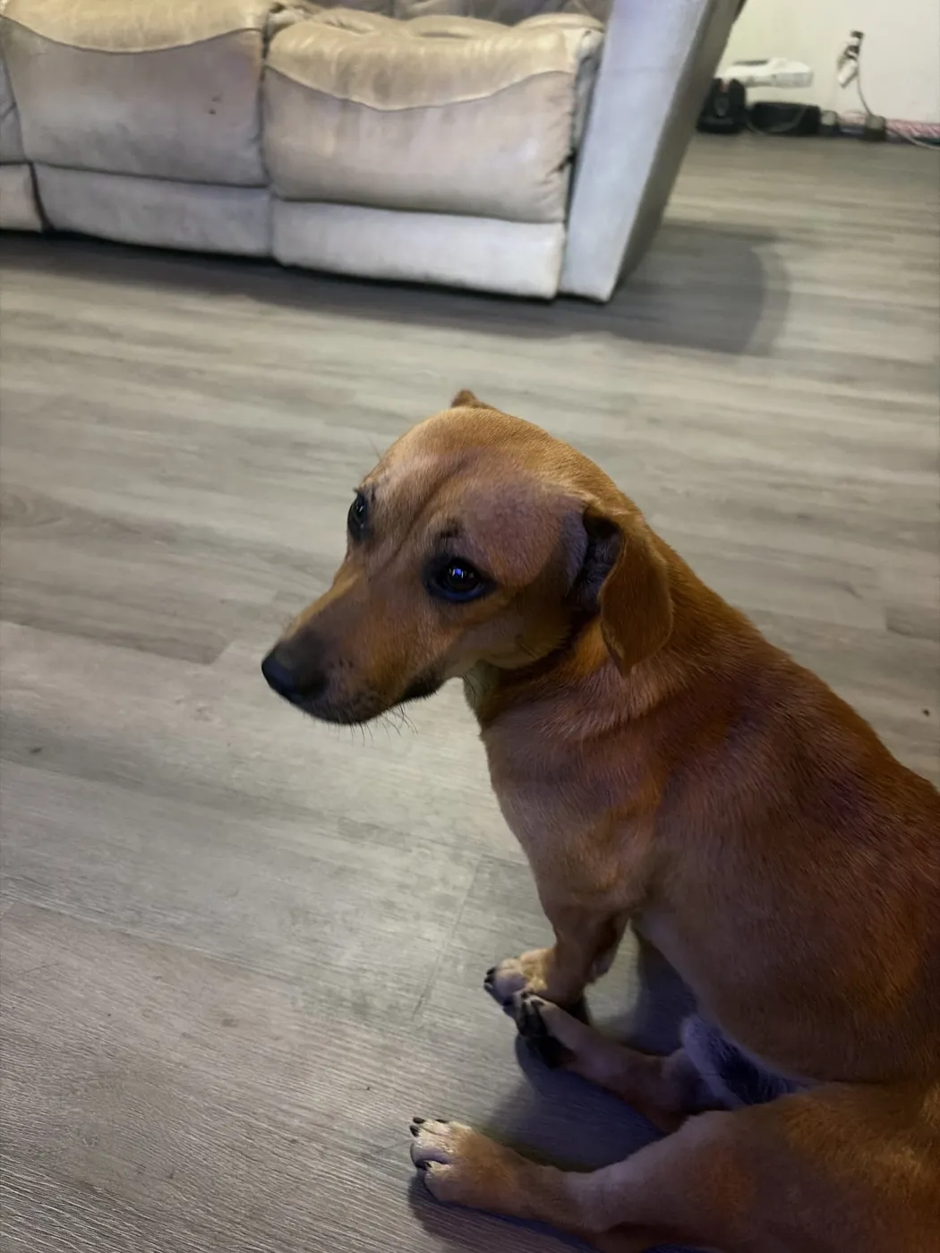 Peanut - Photo 1