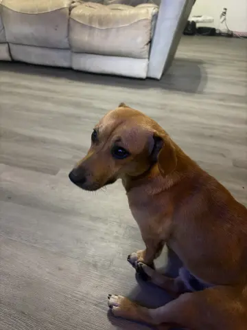 Peanut