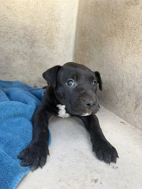 Buddy - Photo 1