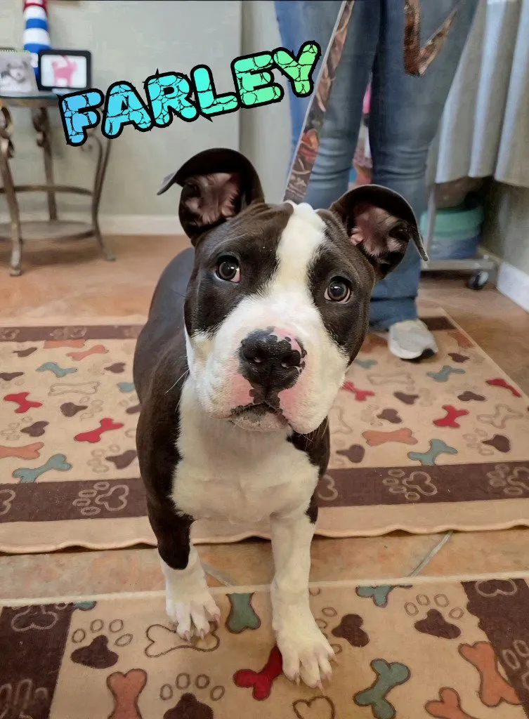 Farley - Photo 1