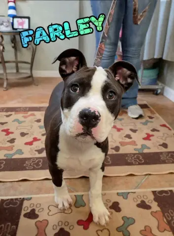 Farley