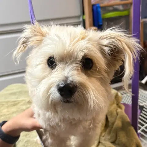 Teddy
