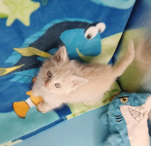 Nemo