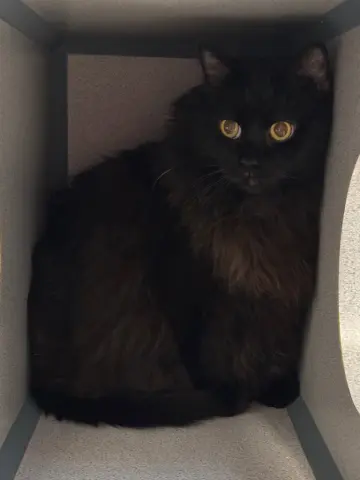 Morticia