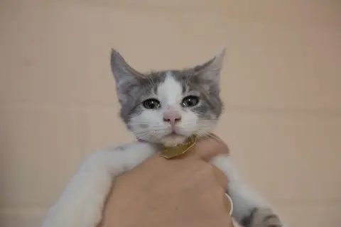 Bopeep