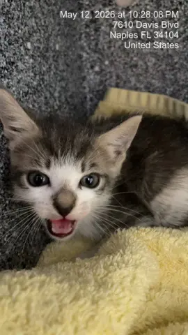 Whiskers