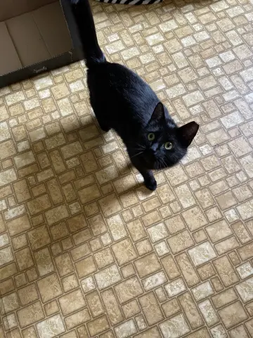 Catalina