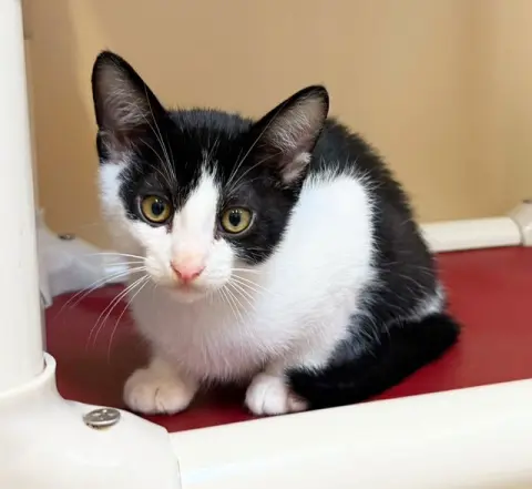 Simon