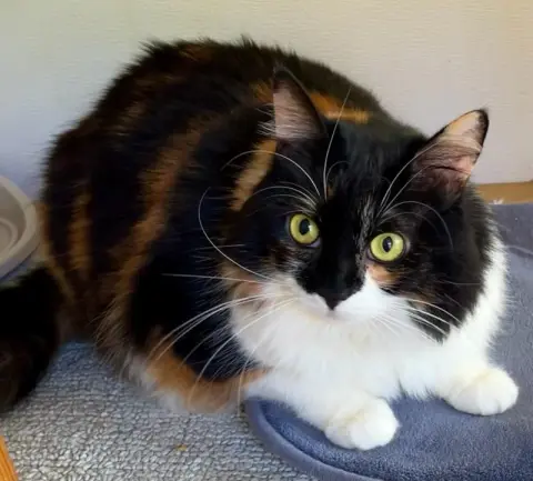 Pumpkin Pie