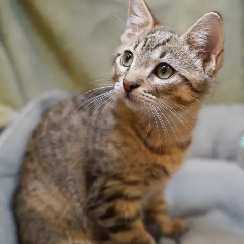 Oscar