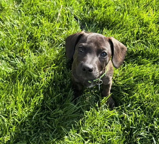 Bowser - Photo 1