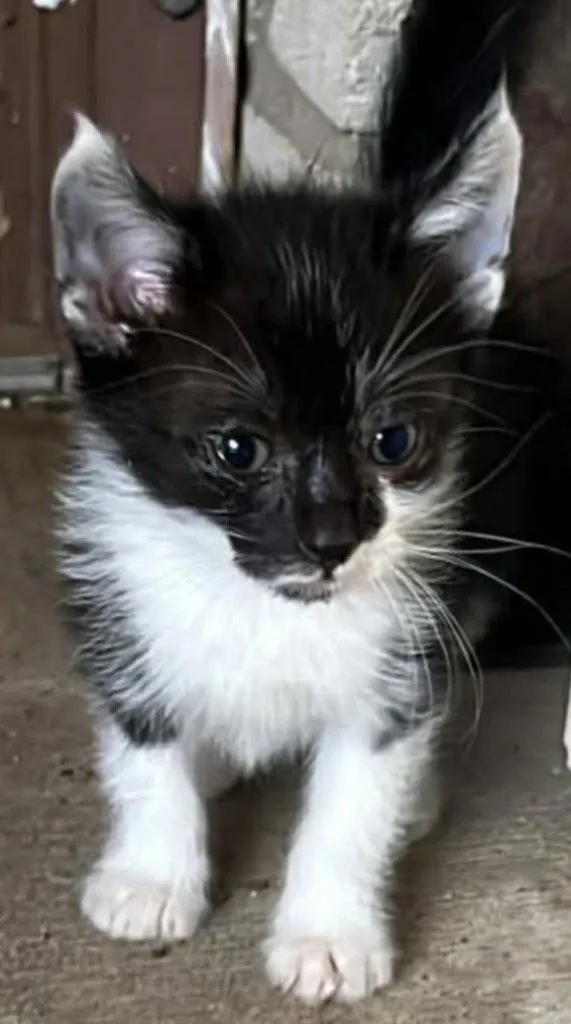 Morgana - Photo 1