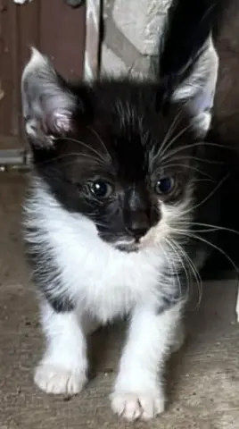 Morgana