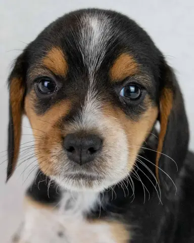 Linus