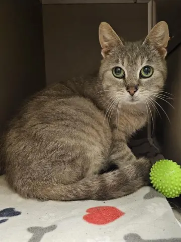 Doris