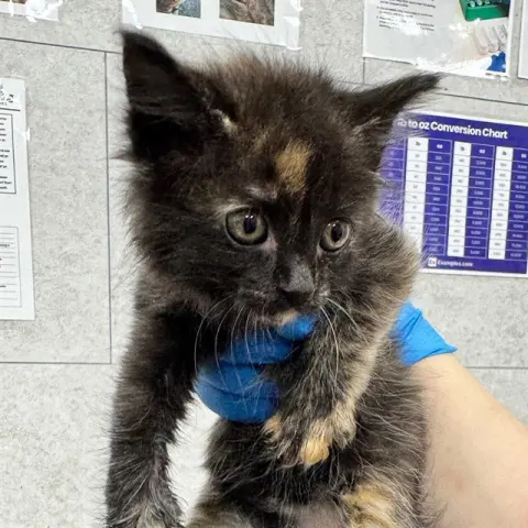 Coco