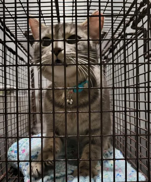 Kitty - Photo 1