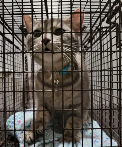 Kitty