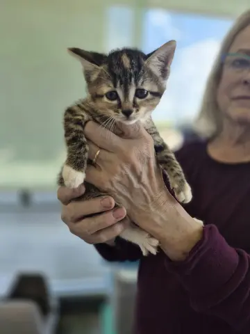Nala
