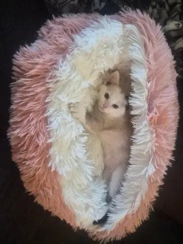 Bella