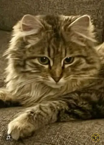 Missy