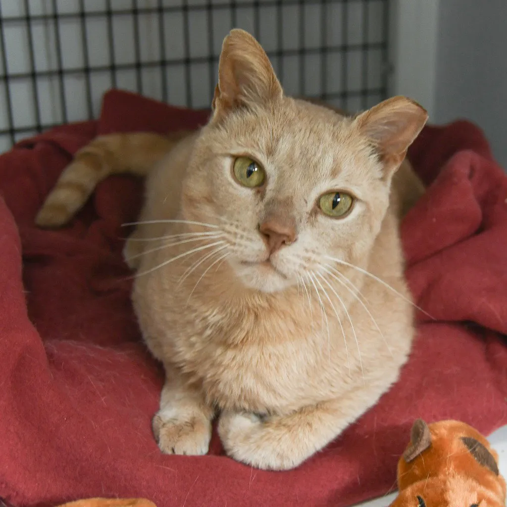 Butterball - Photo 1