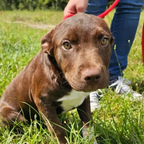 Coco