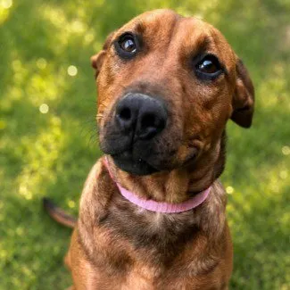 Scooby - Photo 1