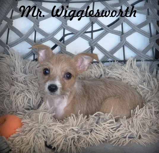 Mr. Wigglesworth - Photo 1