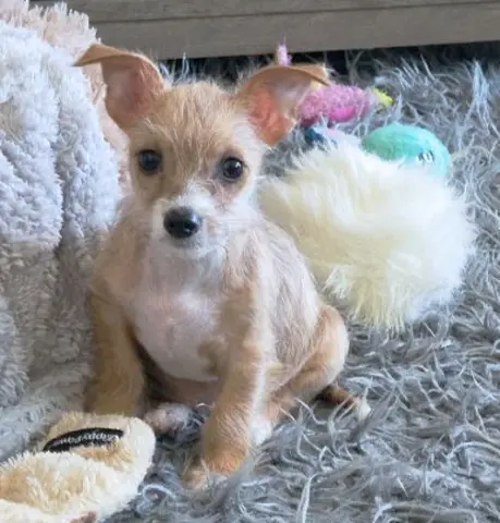 Mr. Wigglesworth thumbnail 3