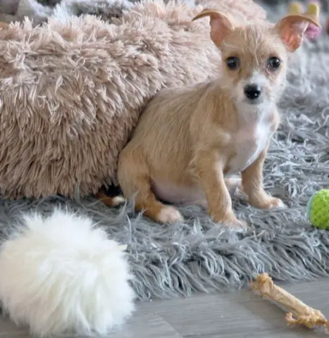 Mr. Wigglesworth thumbnail 4