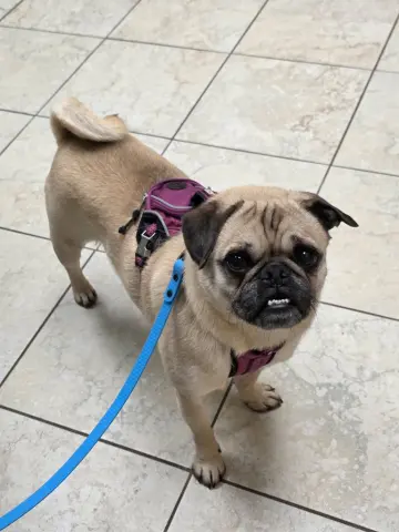 Lilly