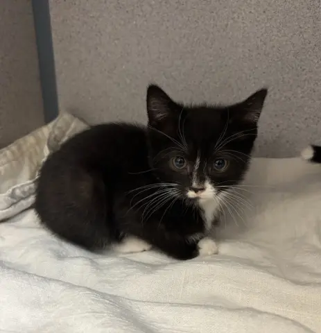 Wiggle