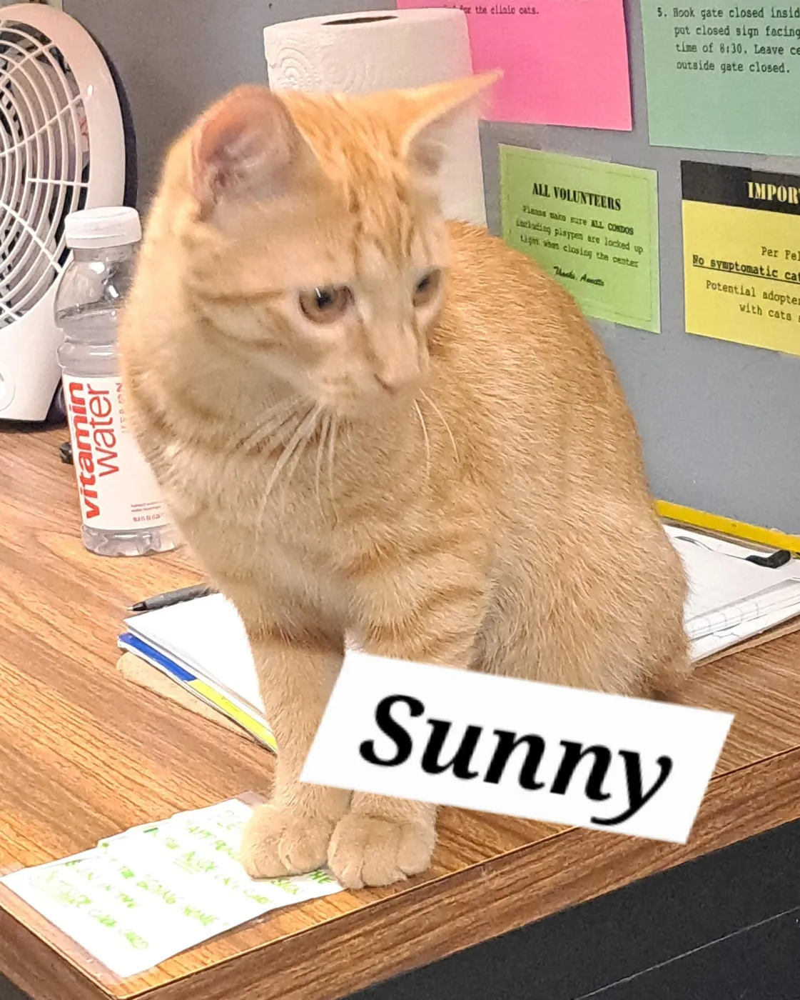 Sunny - Photo 1