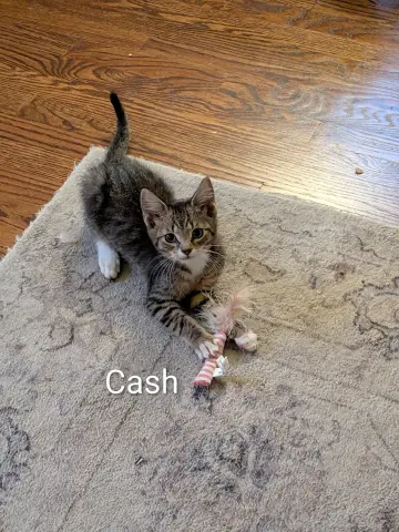Cash