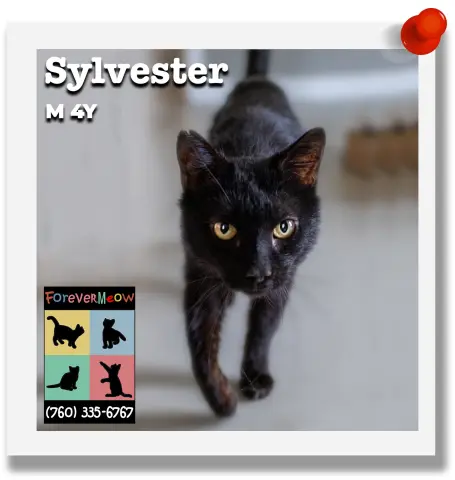 Sylvester