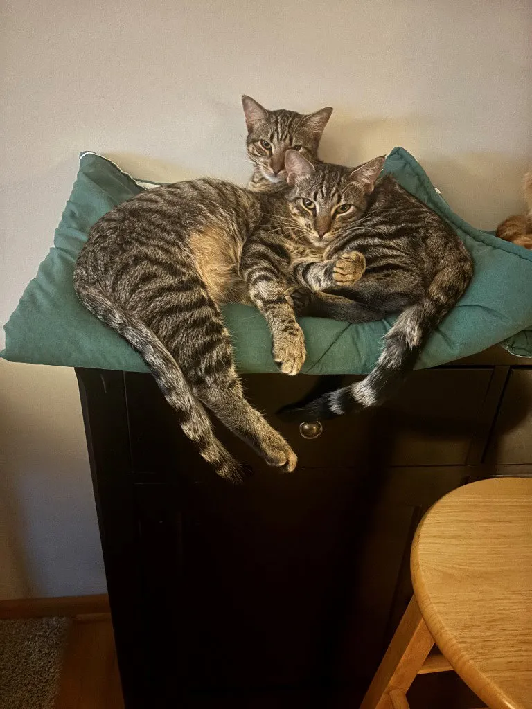 Ollie & Peanut - Photo 1